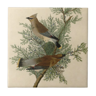 Azulejo De Cerâmica Pássaro do Waxwing de cedro de Audubon