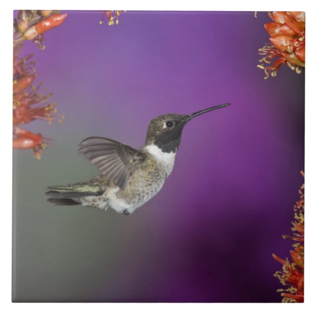 Azulejo De Cerâmica Pássaro Humingbird, Archilochus alexandri, (Frente)