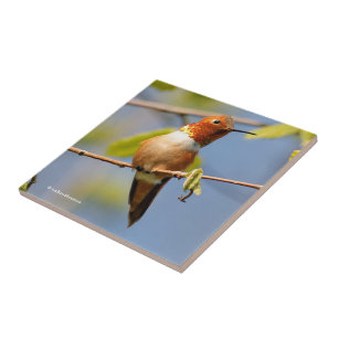 Azulejo De Cerâmica Pássaro Hummingave Rufo e Atormentante no Sol