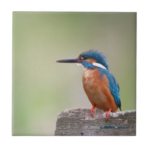 Azulejo De Cerâmica Pássaro Kingfisher.
