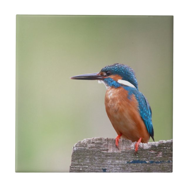 Azulejo De Cerâmica Pássaro Kingfisher. (Frente)