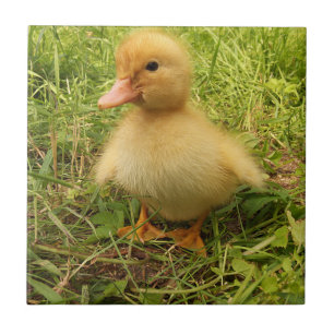 Azulejo De Cerâmica pássaro, pato, pato, amarelo, natureza, fofo, bebê