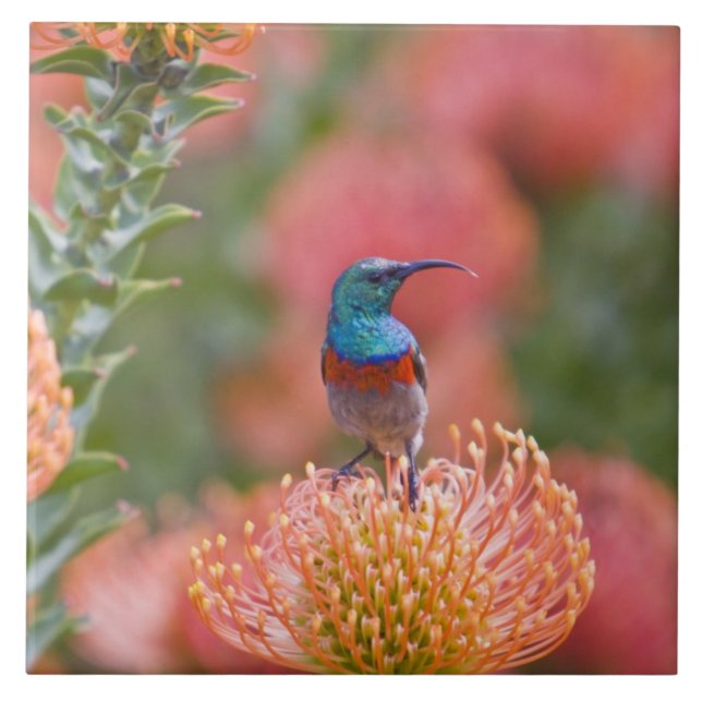 Azulejo De Cerâmica Pássaro Solar com Dupla Cobertura (Frente)