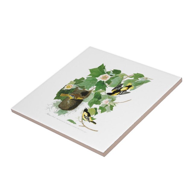 Azulejo De Cerâmica Pássaros América de Baltimore Oriole John James (Lateral)