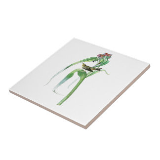 Azulejo De Cerâmica Pássaros América de John James Audubon da