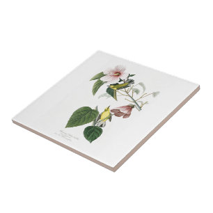 Azulejo De Cerâmica pássaros Azul-voados América de Audubon da