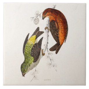 Azulejo De Cerâmica Pássaros da ilustração do pássaro do Crossbill