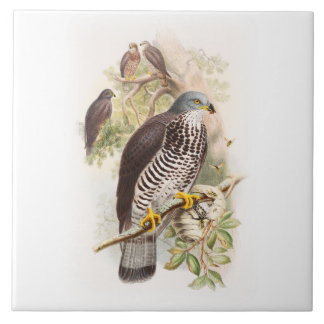 Azulejo De Cerâmica Pássaros de John Gould do Mel-Buzzard de Grâ