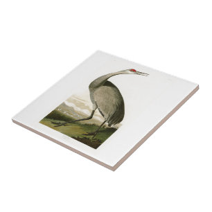 Azulejo De Cerâmica Pássaros de John James Audubon do guindaste de