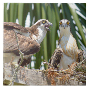 Azulejo De Cerâmica Pássaros dos falcões dos Ospreys em seu azulejo 