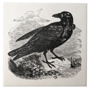 Azulejo De Cerâmica Pássaros personalizados corvo do pássaro do pret