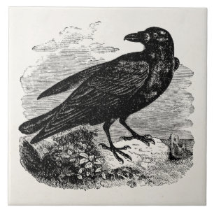 Azulejo De Cerâmica Pássaros personalizados corvo do pássaro do preto