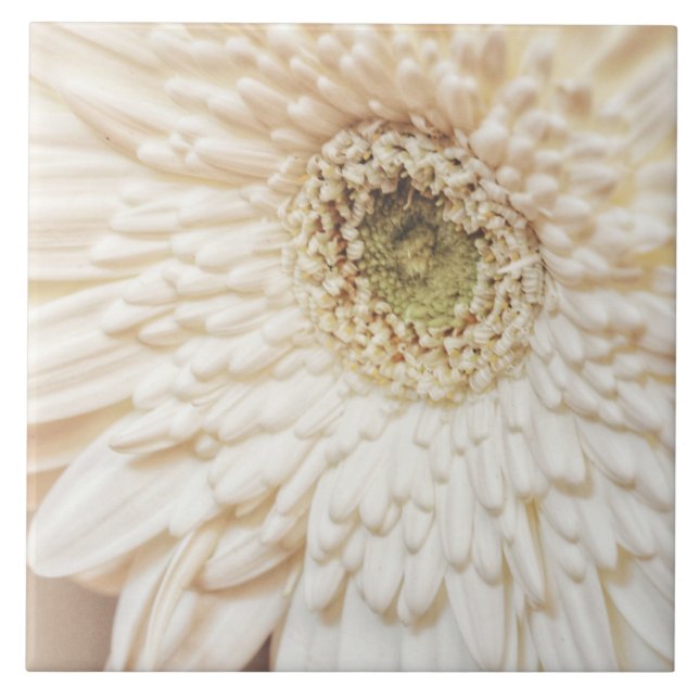 Azulejo De Cerâmica Pastel Petals Flor Chrysanthemum (Frente)