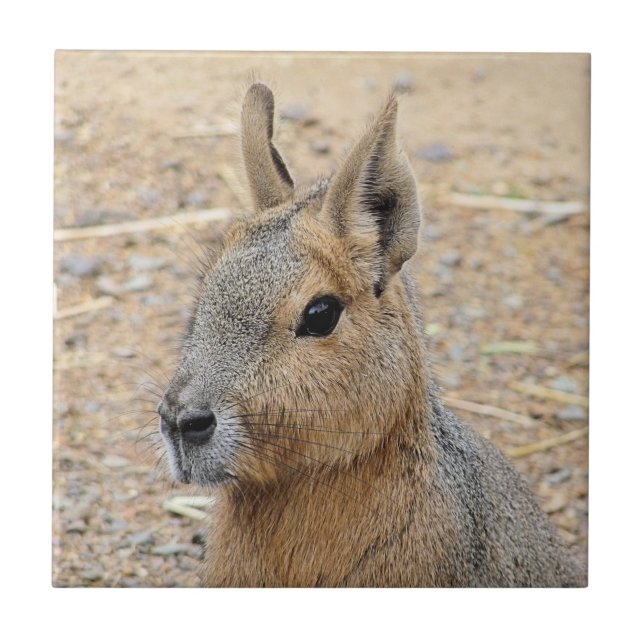 AZULEJO DE CERÂMICA  PATAGONIAN MARA (Frente)