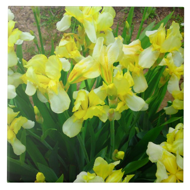 Azulejo De Cerâmica Patch Iris Amarelo (Frente)