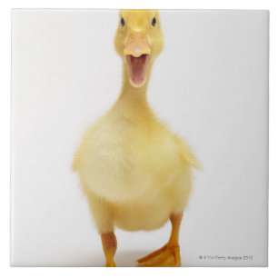 Azulejo De Cerâmica Patinho