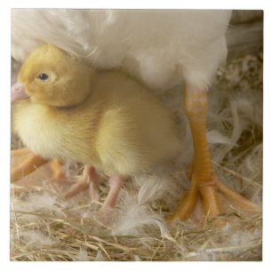 Azulejo De Cerâmica Patinho entre os pés da mãe