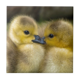 Azulejo De Cerâmica Patinhos macios amarelos bonitos, patos do bebê