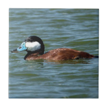 Pato corado