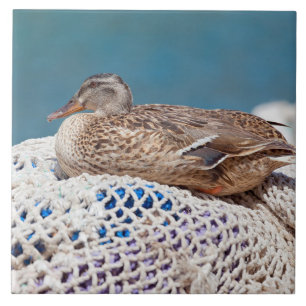 Azulejo De Cerâmica Pato Descansado