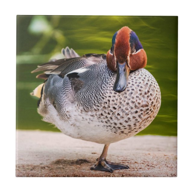 Azulejo De Cerâmica Pato Levanta Perna (Frente)