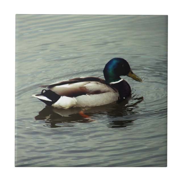 Azulejo De Cerâmica Pato na água (Frente)