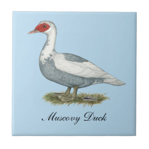 Azulejo De Cerâmica Pato Pied azul de Muscovy