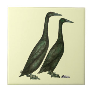 Azulejo De Cerâmica Patos-Corredor Negros