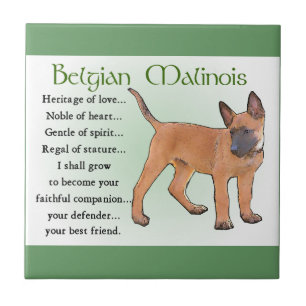 Azulejo De Cerâmica Patrimônio do Amor Belga Malinois