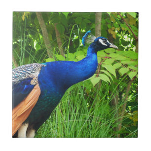 Azulejo De Cerâmica Pavão