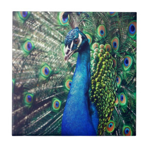 Azulejo De Cerâmica pavão