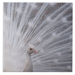Azulejo De Cerâmica Pavão branco