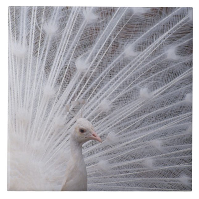 Azulejo De Cerâmica Pavão branco (Frente)