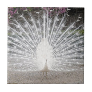 Azulejo De Cerâmica pavão branco