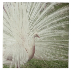 Azulejo De Cerâmica Pavão do albino