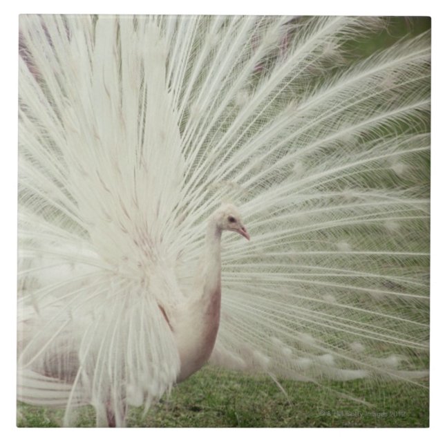 Azulejo De Cerâmica Pavão do albino (Frente)