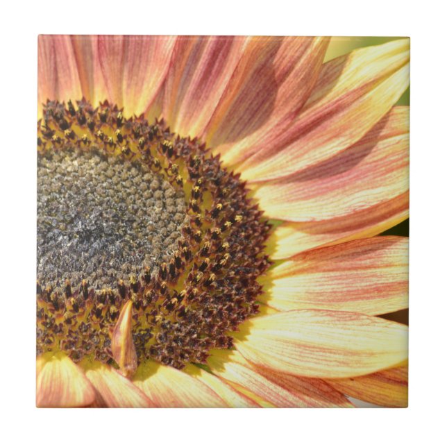 Azulejo De Cerâmica Peach Sunflower (Frente)