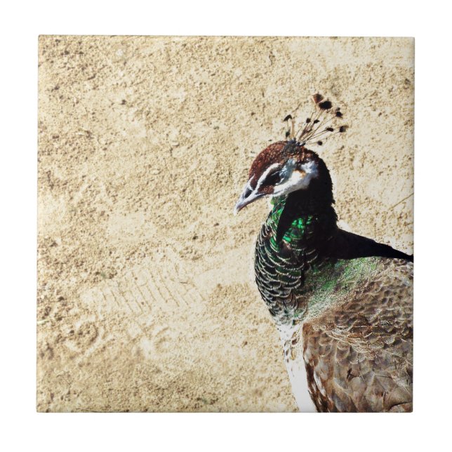 Azulejo De Cerâmica Peacock (Frente)