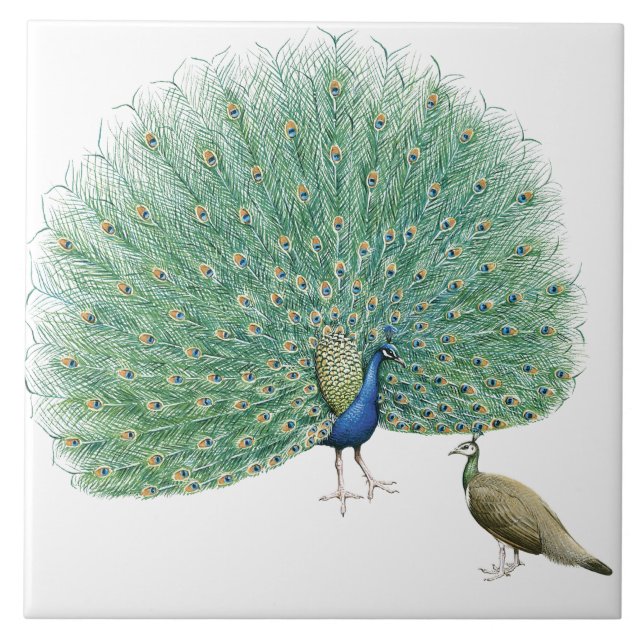 Azulejo De Cerâmica Peacock bonito (Frente)
