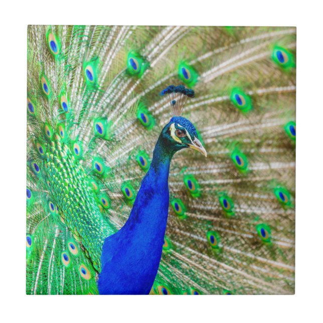 Azulejo De Cerâmica Peacock Plumage (Frente)