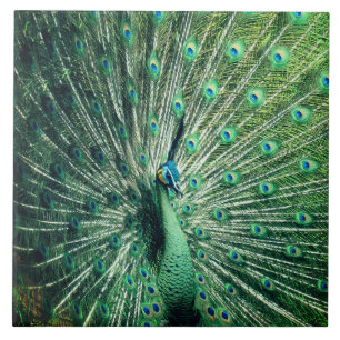 Azulejo De Cerâmica Peacock Strut