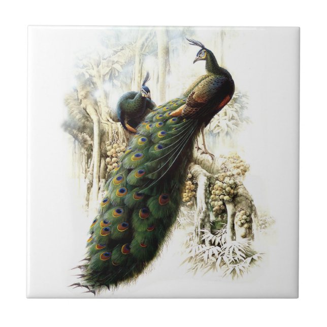 Azulejo De Cerâmica Peacocks em repouso (Frente)