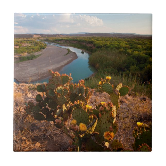 Azulejo De Cerâmica Pear Cactus (Opuntia Sp.) (Frente)
