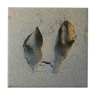 Azulejo De Cerâmica Pegadas Wallaby em Areia