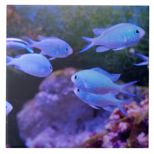 Azulejo De Cerâmica Peixe Azul Tropical (Frente)