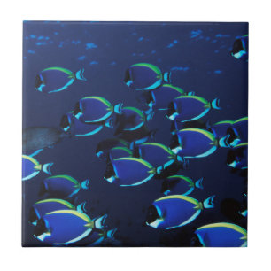 Azulejo De Cerâmica Peixe-cirurgião-azul-pó em cardume