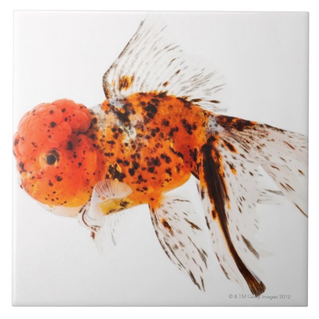 Azulejo De Cerâmica Peixe dourado do lionhead da chita (auratus do (Frente)