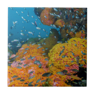 Azulejo De Cerâmica Peixe Entre Recife de Coral