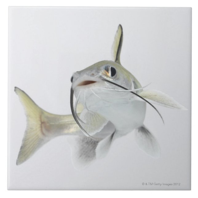 Azulejo De Cerâmica Peixe-gato de mar de Tete (seemanni de (Frente)