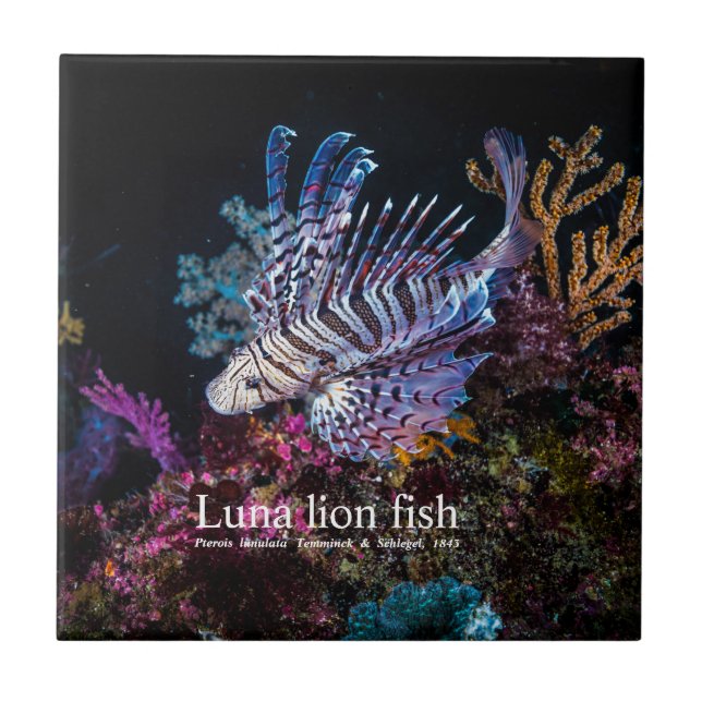 Azulejo De Cerâmica Peixe-leão-luna, Pterois lunulata, (Frente)